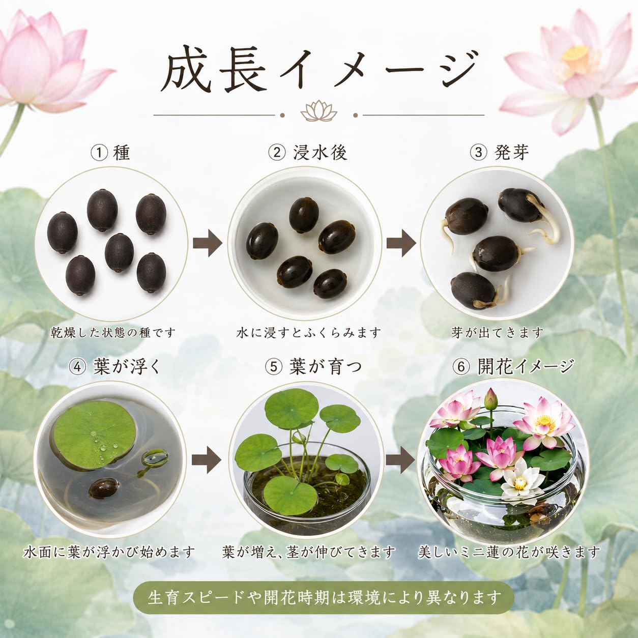 Amazon.co.jp: 【10粒＋予備1粒】ミニハスの種 茶碗蓮 ハスの種 ミニ蓮