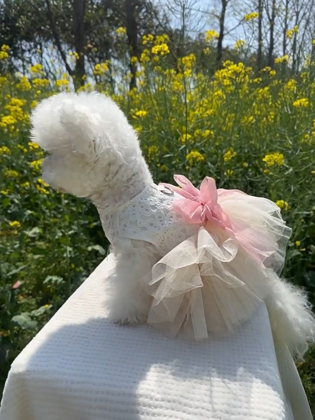 Amazon.com : Anelekor White Small Dog Wedding Dress with D-Ring