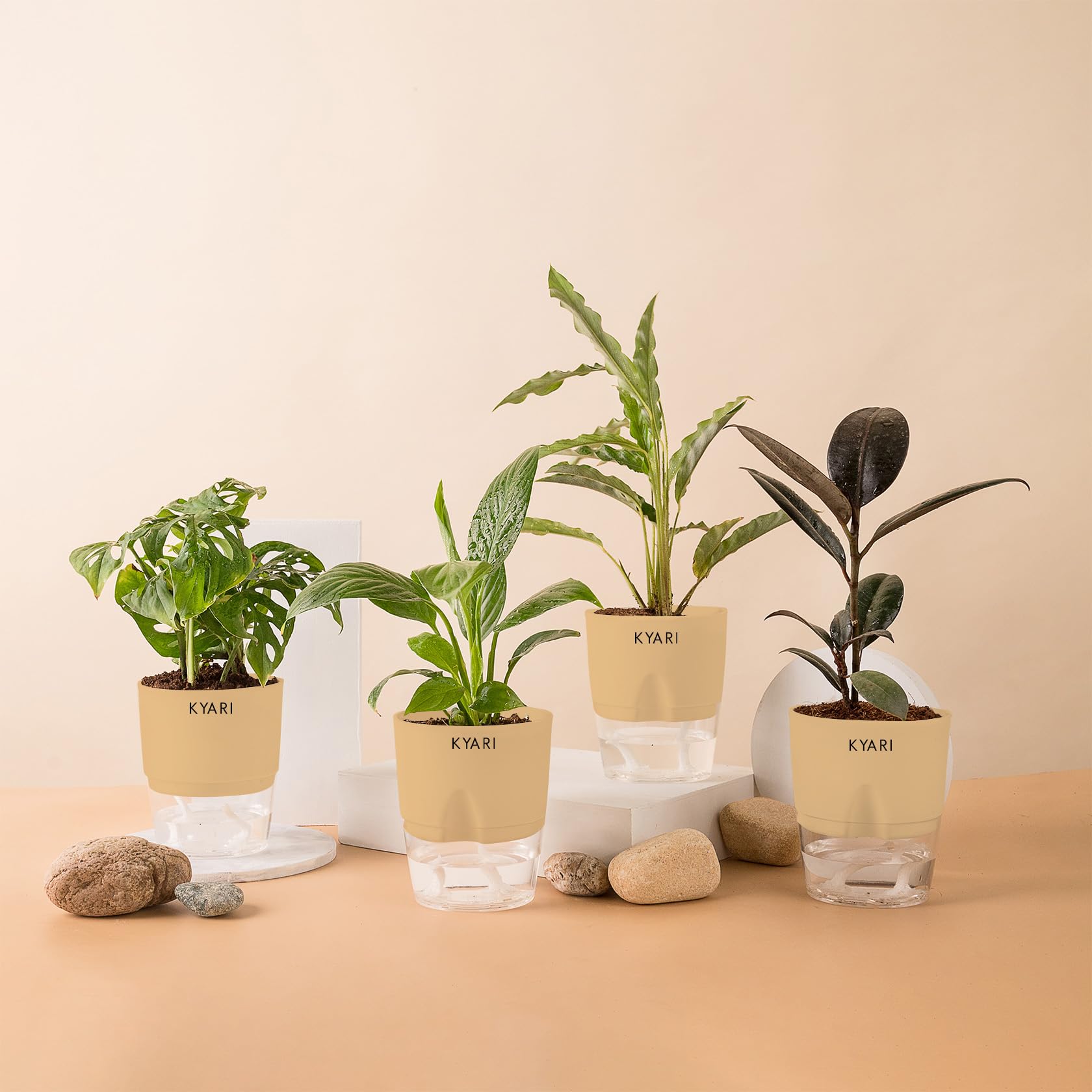 KYARI Black Rubber-C Rufibarba-Peace Lily-Broken Heart Combo of 4 Indoor Plants for Living Room | Live Plants | Plants with Cream Pot for Home Air purifier plants | Plants for Home Decor & Garden (B0CHYVVYM7) Amazon Price History, Amazon Price Tracker