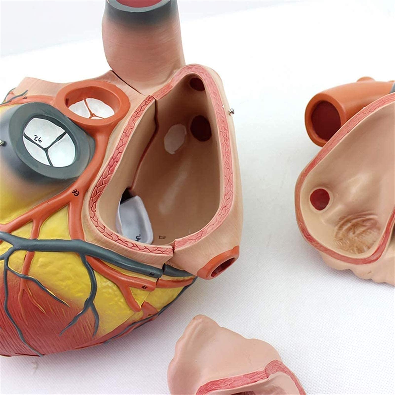 Modello anatomico, Modello Cuore ingrandito 4X - Modello Cuore scientifico - Modello Cuore Umano Rimovibile con Segnale Digitale l'insegnamento Cardiaco Il Modello Scheletro Medico