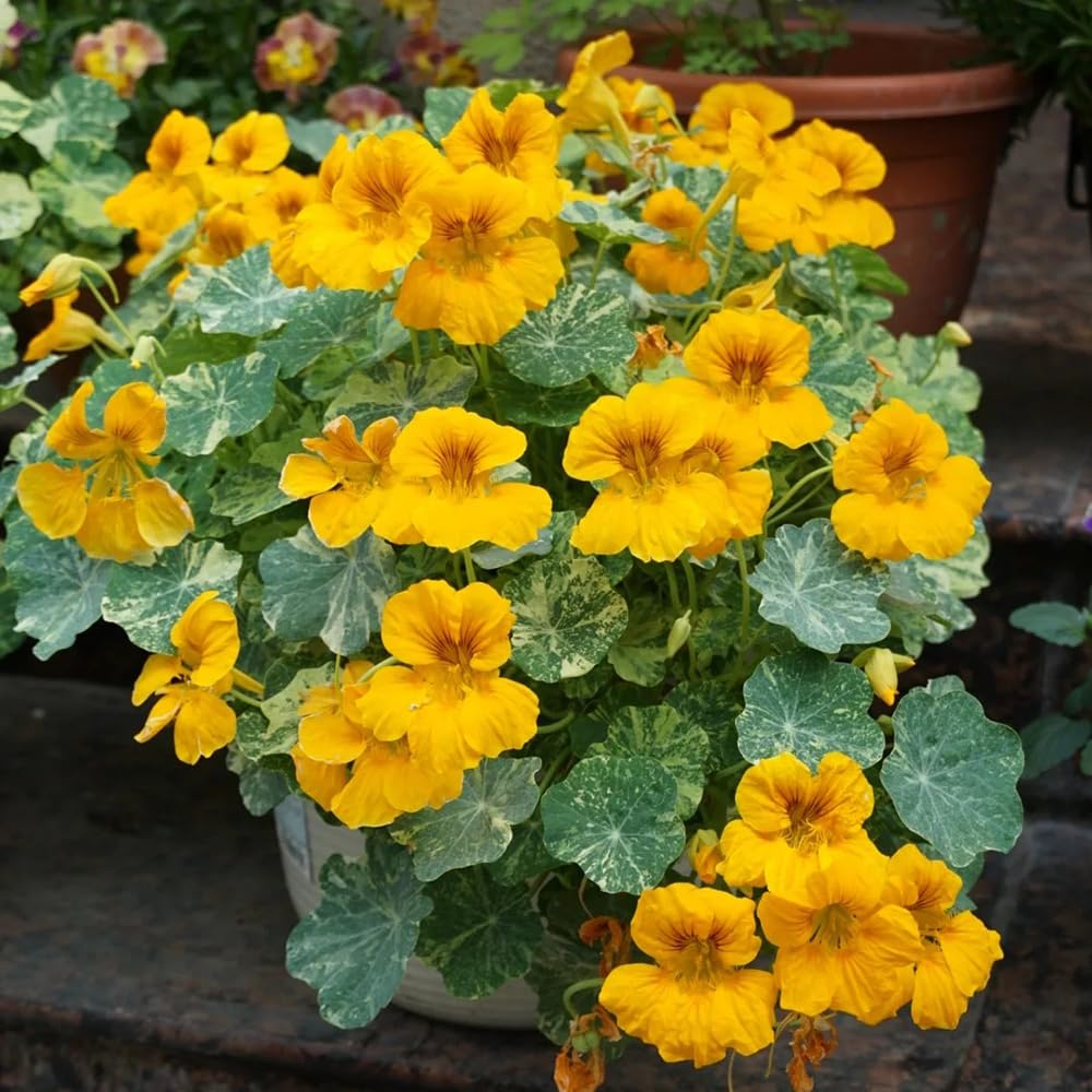 Semillas De Capuchina Perenne Ornamental - 90 Unidades, Ideales Para Decorar Balcones, Jardines Y Enrejados