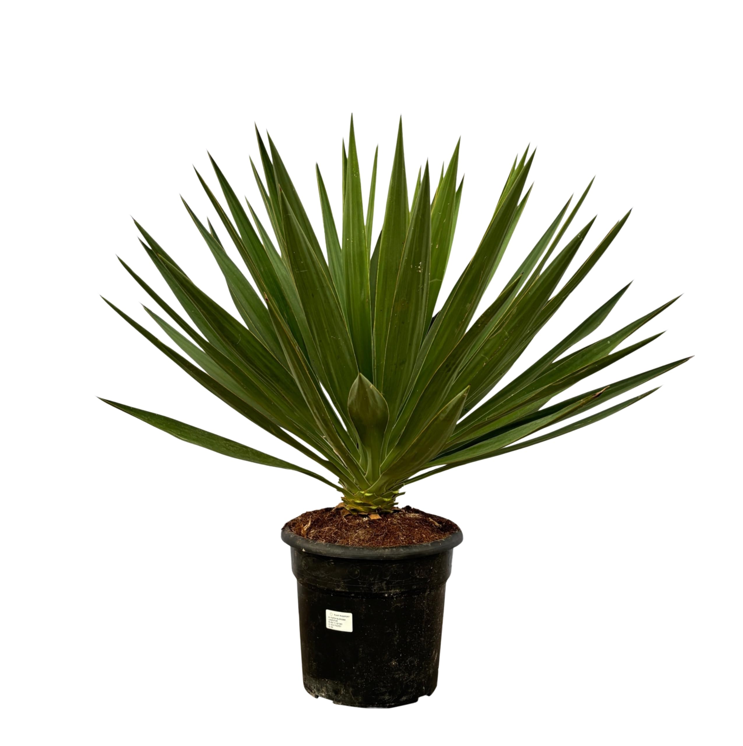 Trendyplants - Yucca Gloriosa - Gartenpflanze - Höhe 70-90 cm - Topfgröße Ø24cm