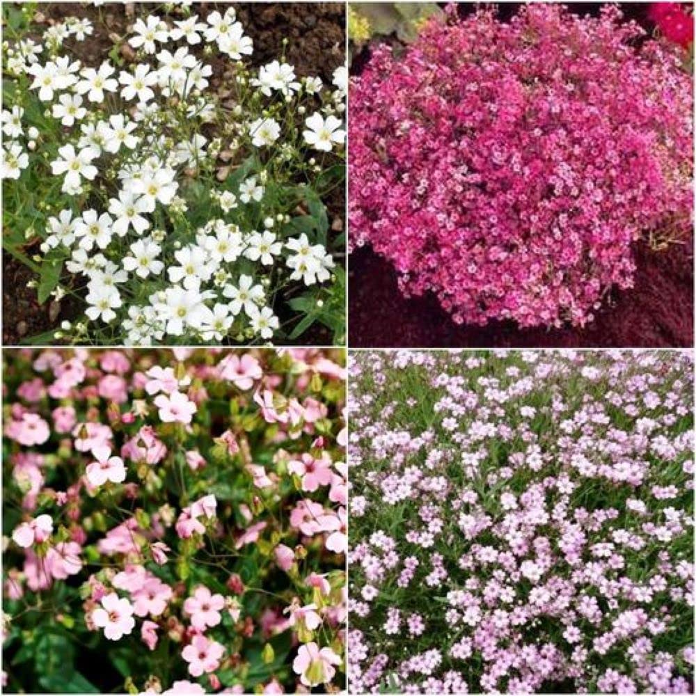 PLANTOGALLERY Flower Seeds | Gypsophila Mix Color Flower Seeds (50 seeds pack) (B09BG1TBMT) Amazon Price History, Amazon Price Tracker
