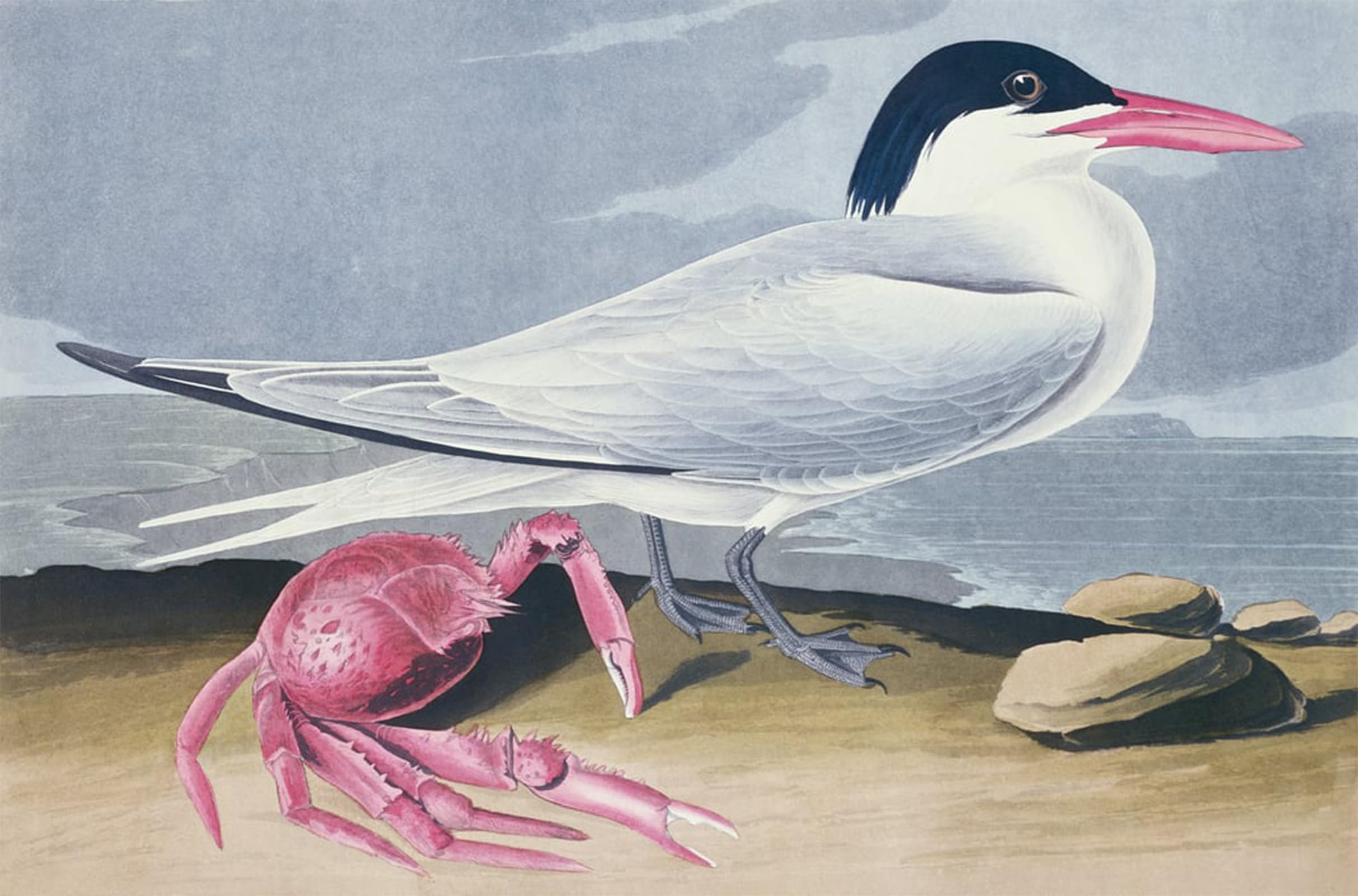 SERENDIPITP Vintage Wall Art Canvas Nordic Poster Canvas Print Picture Cayenne Tern by John Jamess Audubon Wall Art Poster for Home Decor 60x90cm