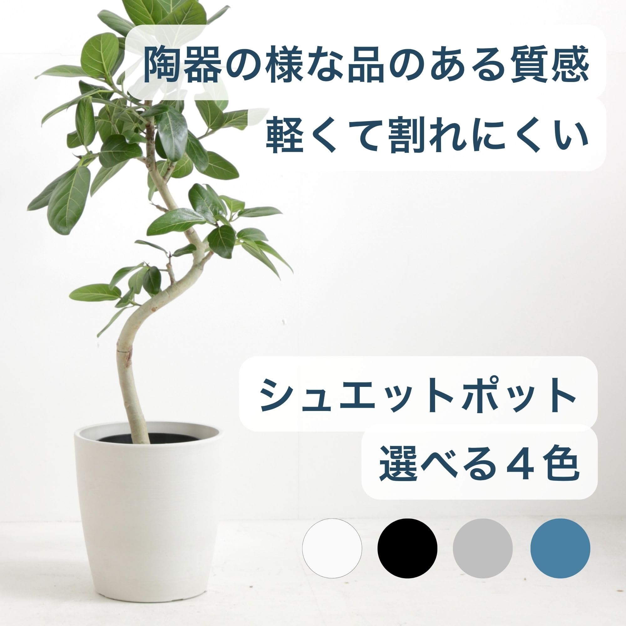 Amazon｜AONOKI ベンガレンシス 曲がり 8号 鉢カバー付き シュエット