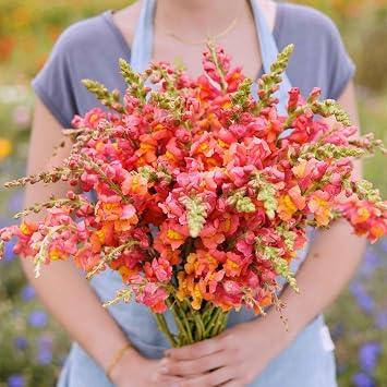 Eden Brothers Snapdragon Seeds - Rocket Bronze