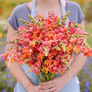 Eden Brothers Snapdragon Seeds - Rocket Bronze