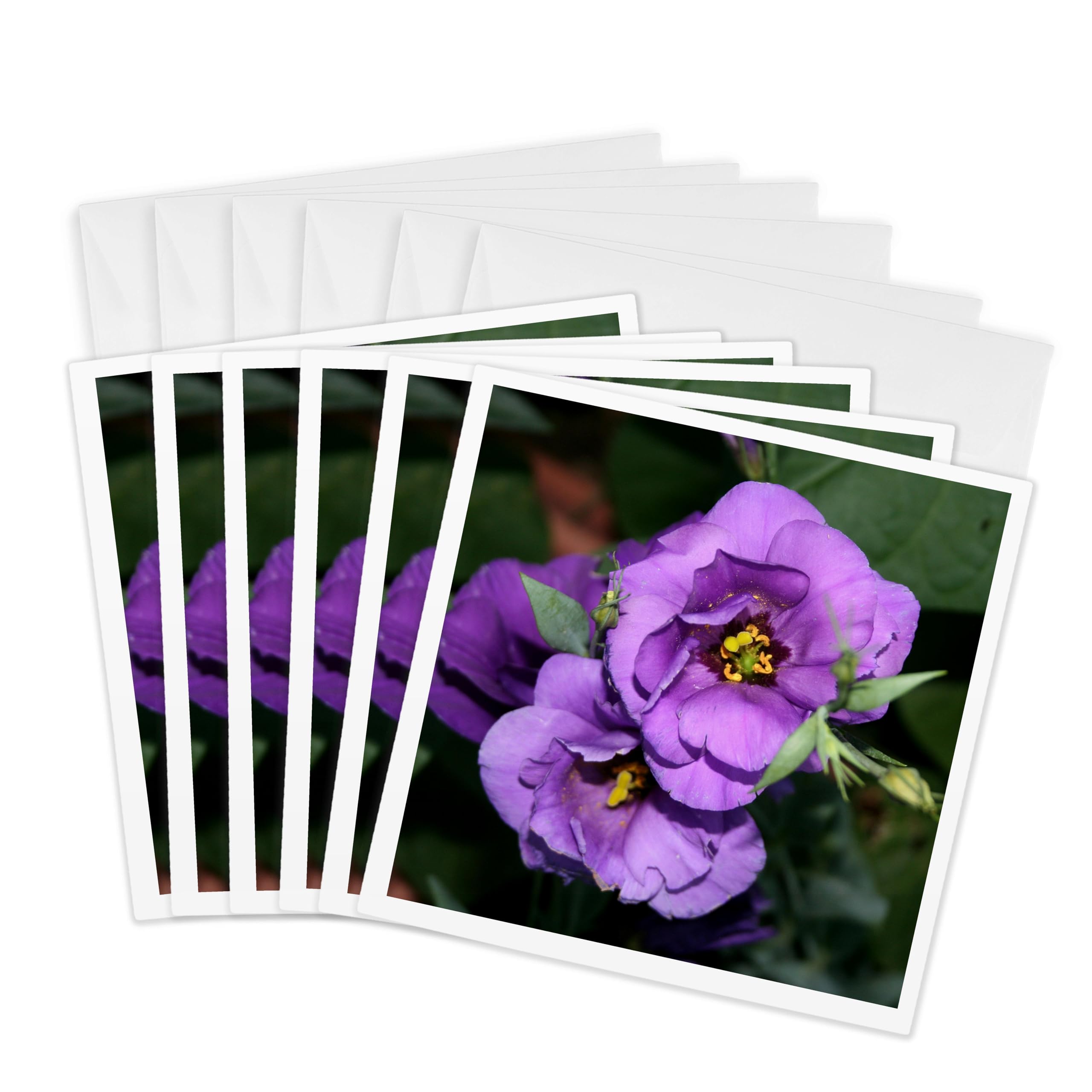 3dRose gc_30089_1 6 x 6-Inch "Flower Lisianthus" Greeting Card (Pack of 6)