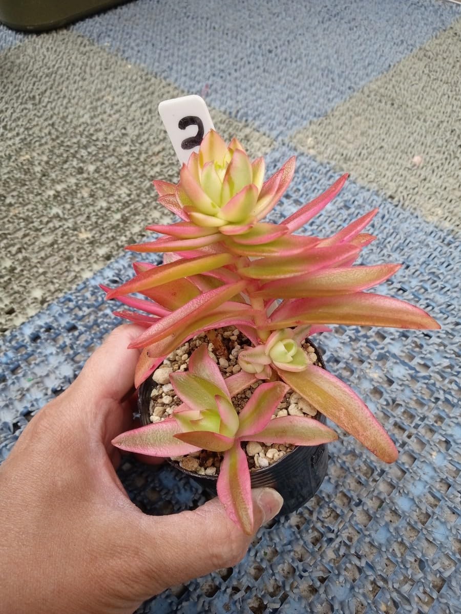 Amazon.co.jp: 多肉植物 火祭りの光 抜き苗 7ハーフポット （3