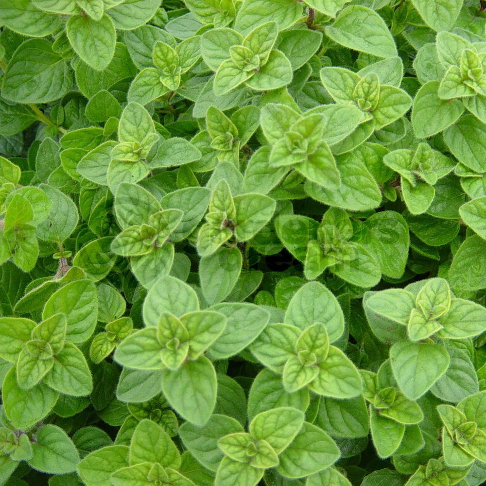 Oregano Greek - 1 Plant - Garden Kitchen Herb for Cooking Planters in 8cm Pot