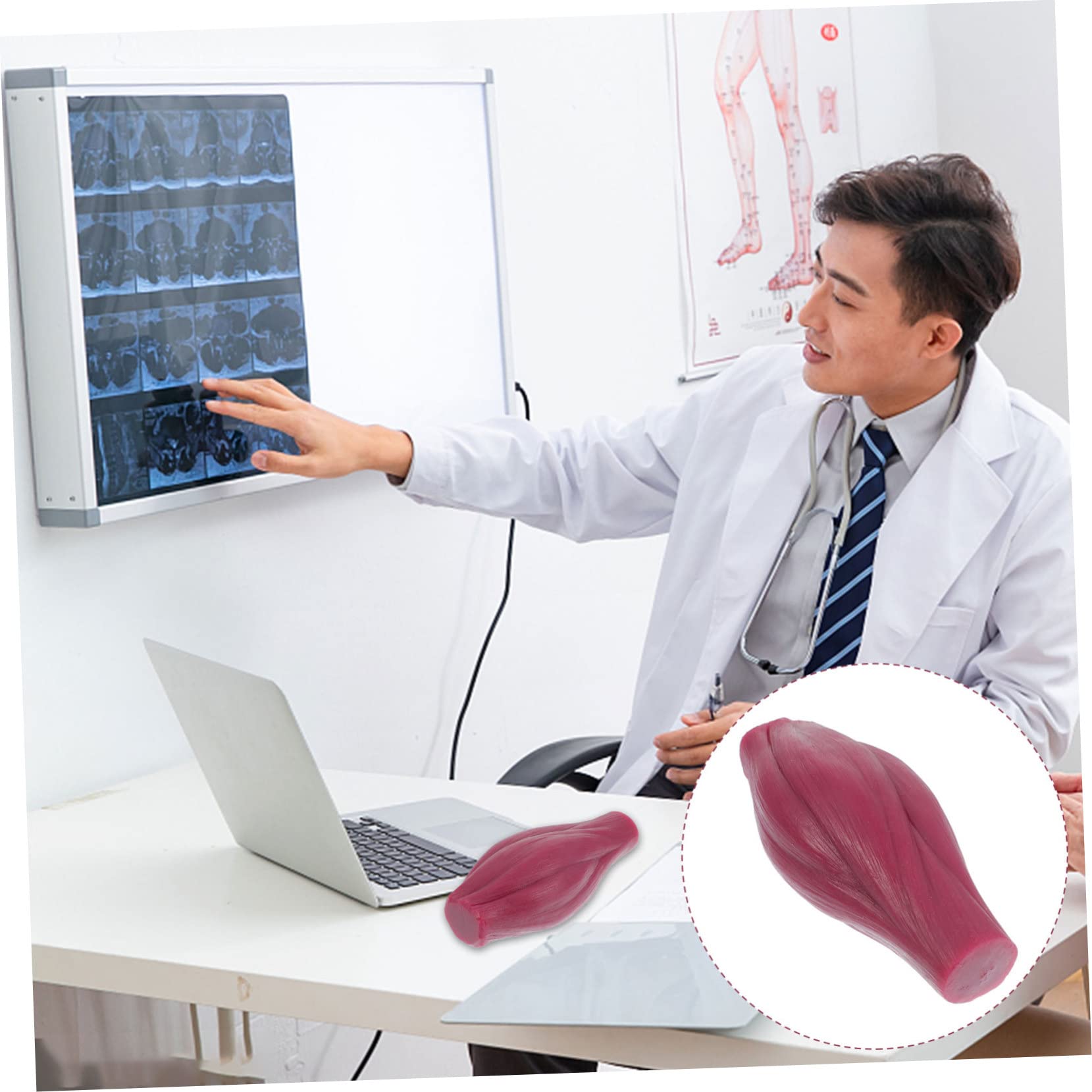 Alipis 2 Pezzi Modello Muscolare da Lb Anatomia per Studio Didattico Design Vivace e Materiali Sicuri per Educazione Fisiologica e Fitness