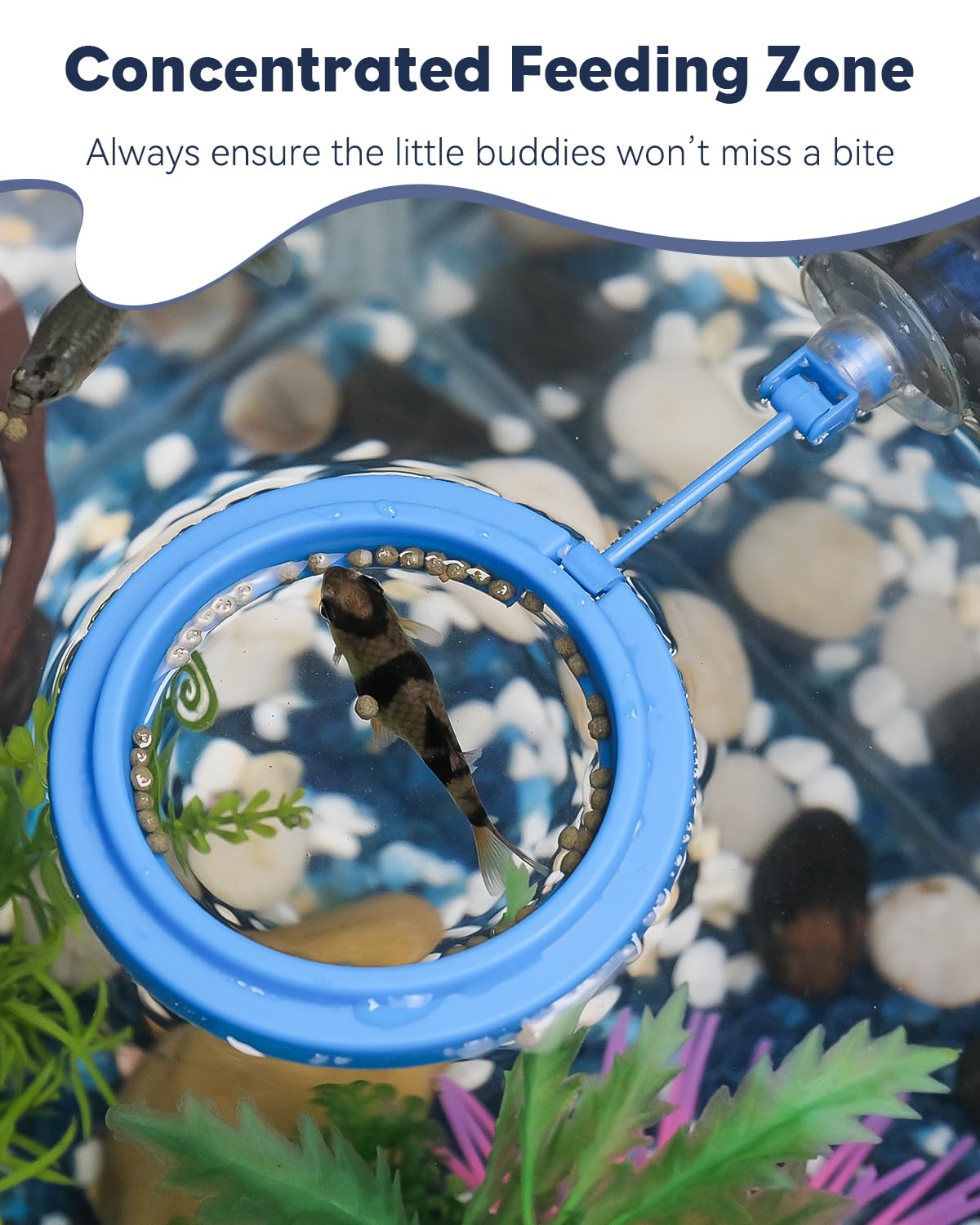 Pawfly Anello di alimentazione per acquario con ventosa, piccolo anello galleggiante per pesci Betta Pesce rosso Guppy Tartaruga