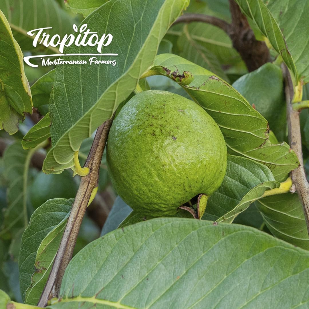 Guayaba rosa o blanca - caja 2kg - cultivo nacional y sostenible en Castellón, Recién recolectadas, dulces y sabrosas, directas del agricultor a tu casa.