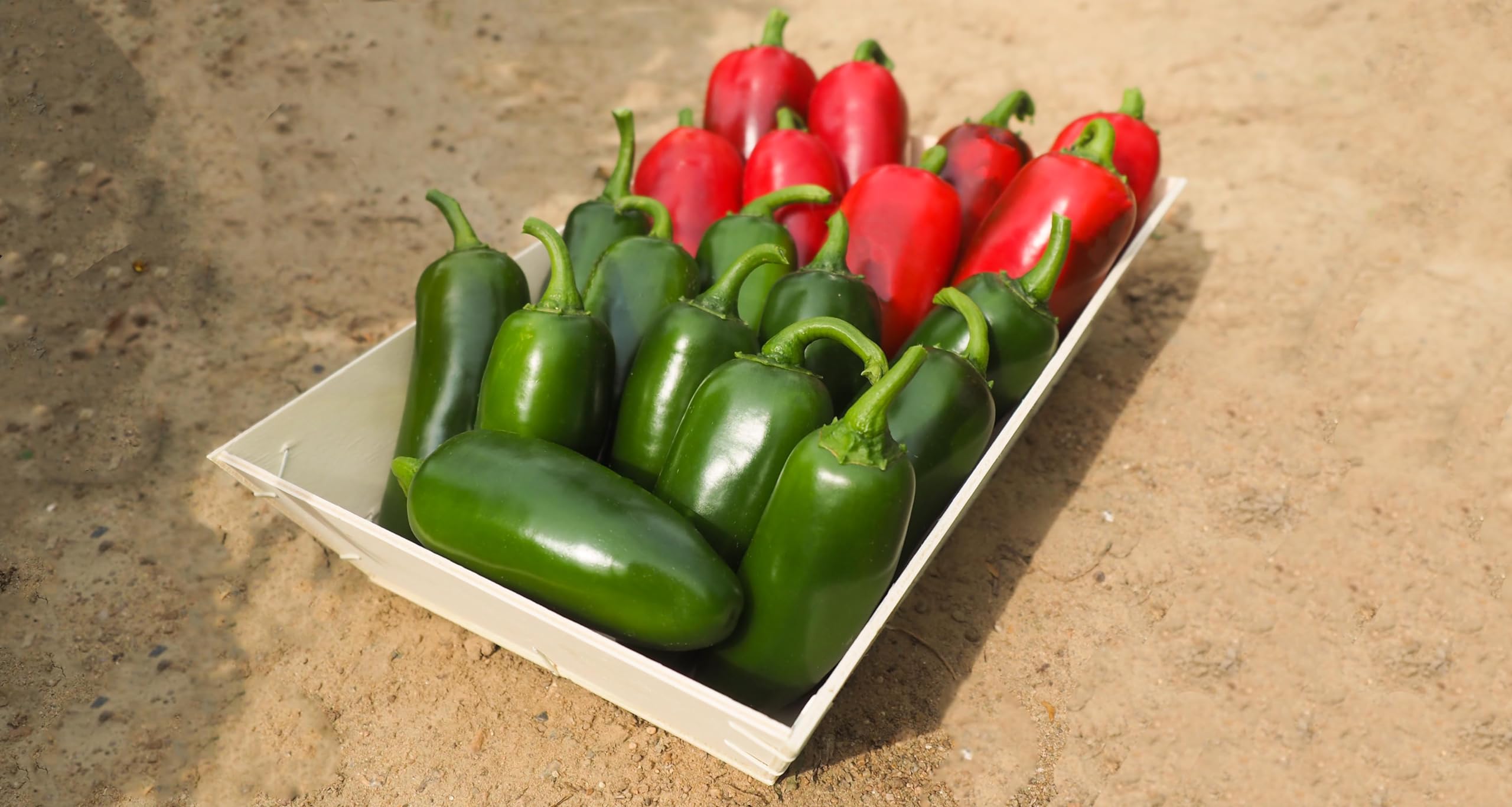 Chilli Pepper Jalapeno Plug Plants Grow Your Own Fruit **Letterbox Friendly** (3, Jalapeno)