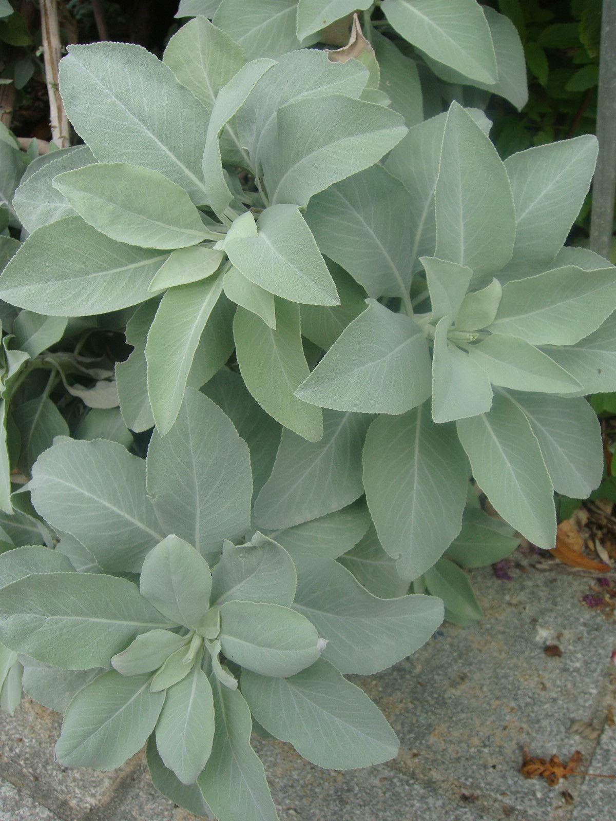 CRTGW Salvia Apiana (da 20)