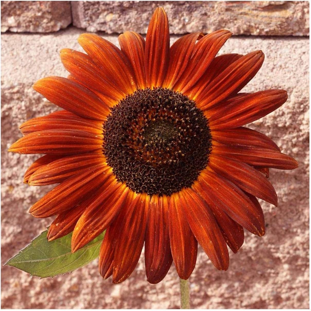 Everwilde Farms - 1 Lb Velvet Queen Sunflower Wildflower Seeds - Gold Vault