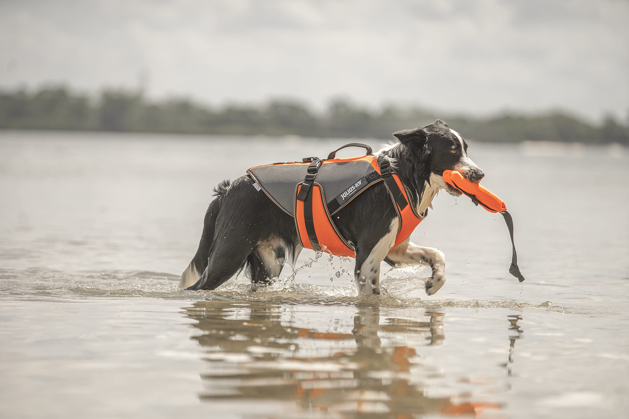 Julius-K9 JK9 Multivest, Talla: M, UV Naranja