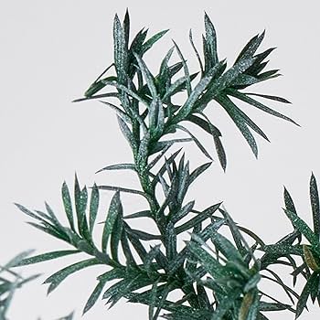 Peaceさん専用 ヒムロスギ 切り落とし Amazon｜大地農園 ヒムロスギ