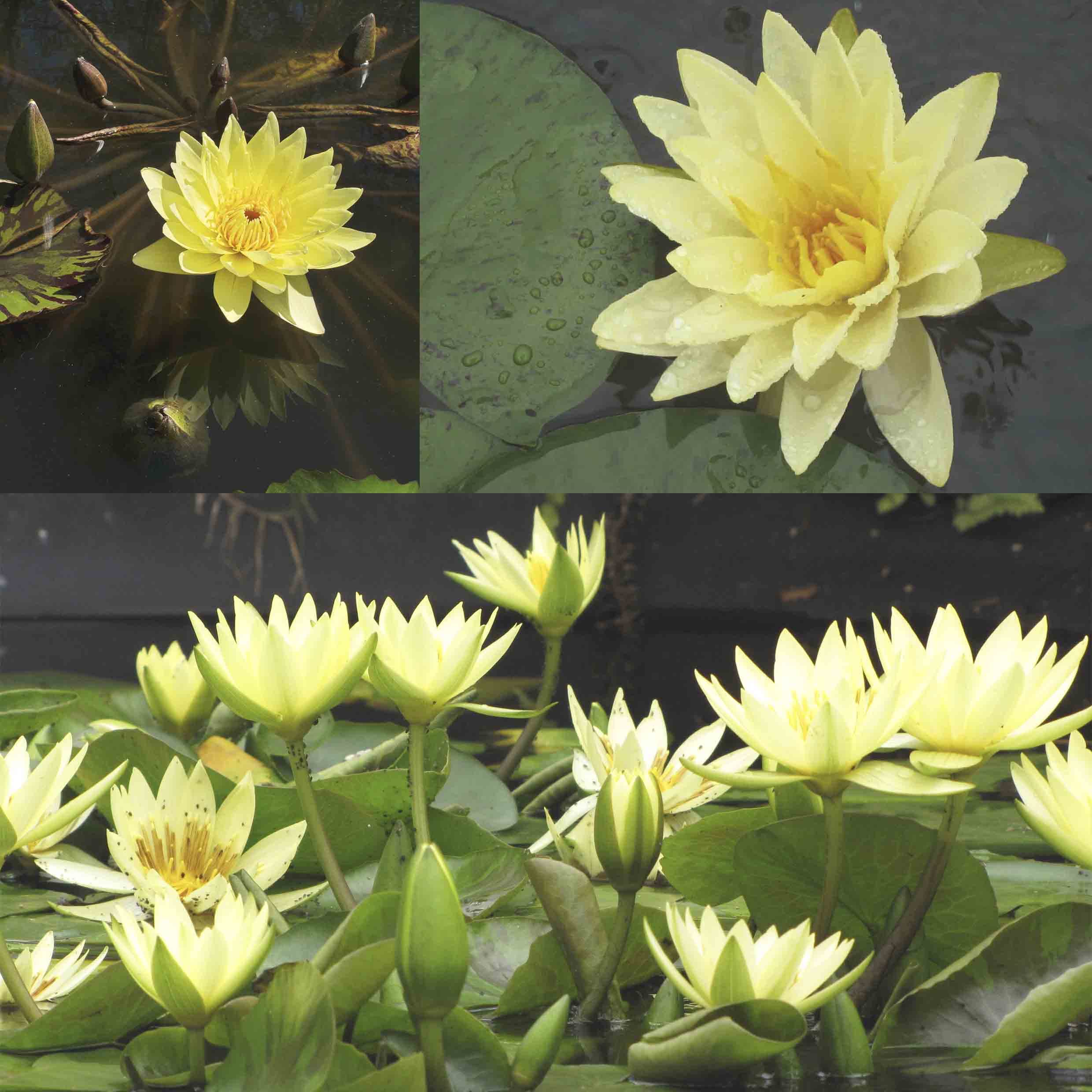 Echte Seerosen Winterhart im bunten Mix Teich Pflanzen, Aquarium Pflanzen Teichpflanzen im Pflanzkorb Wasserpflanzen Seerose Nymphaeae Anzuchtset Teichpflanzen winterhart (1 Seerose Gelb)