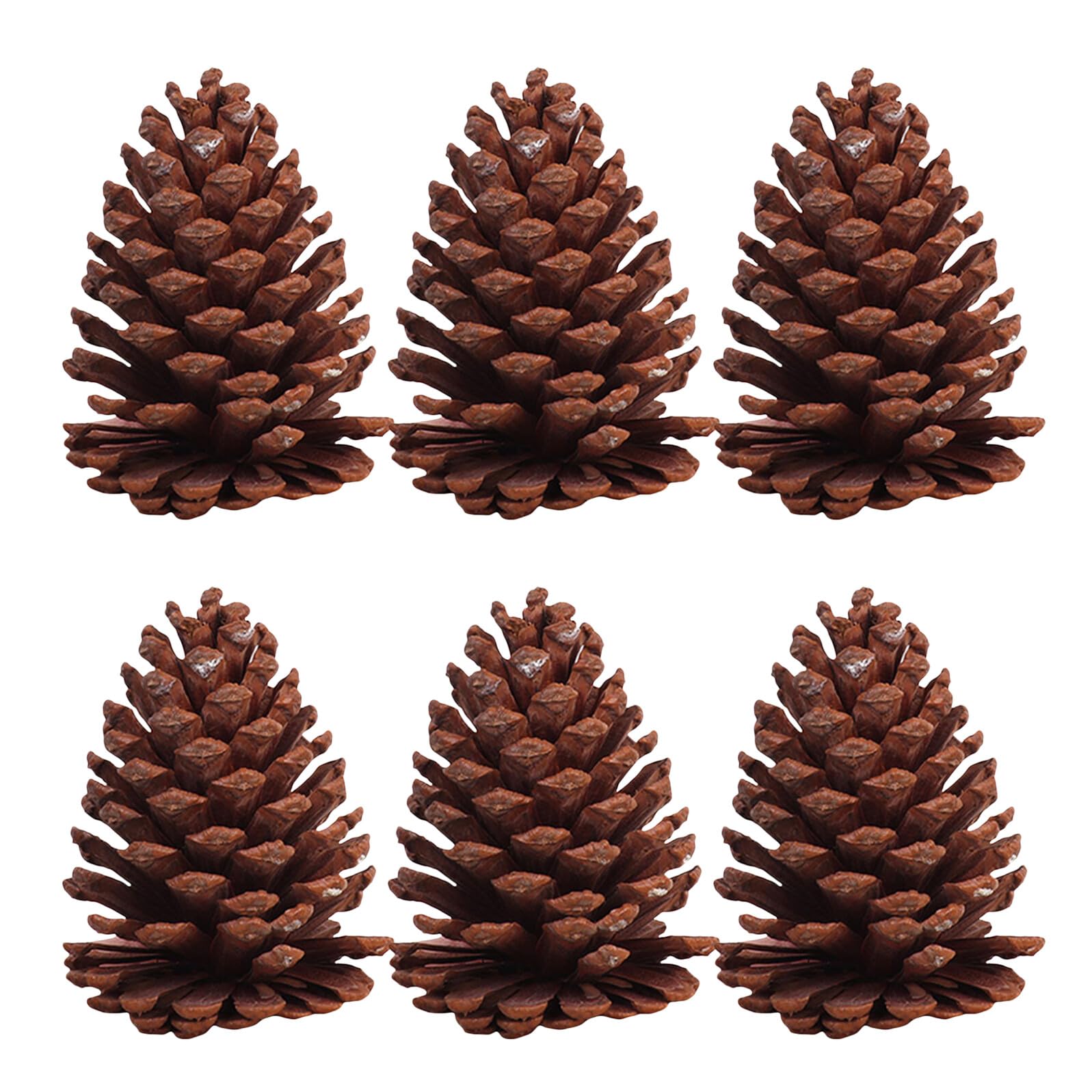 Kiefernzapfen Tannenzapfen 6 Stück Getrocknete Naturzapfen als Fotorequisite und Weihnachtsbaumschmuck für Handwerk und Deko