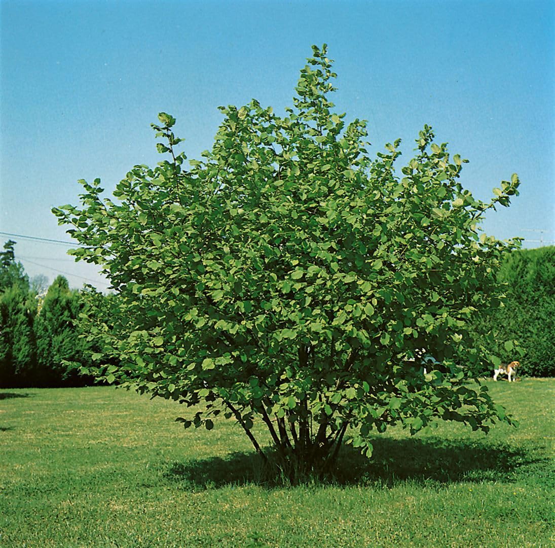 Haselnussstrauch Corylus avellana Hallesche Riesennuss 100-150 cm winterhart