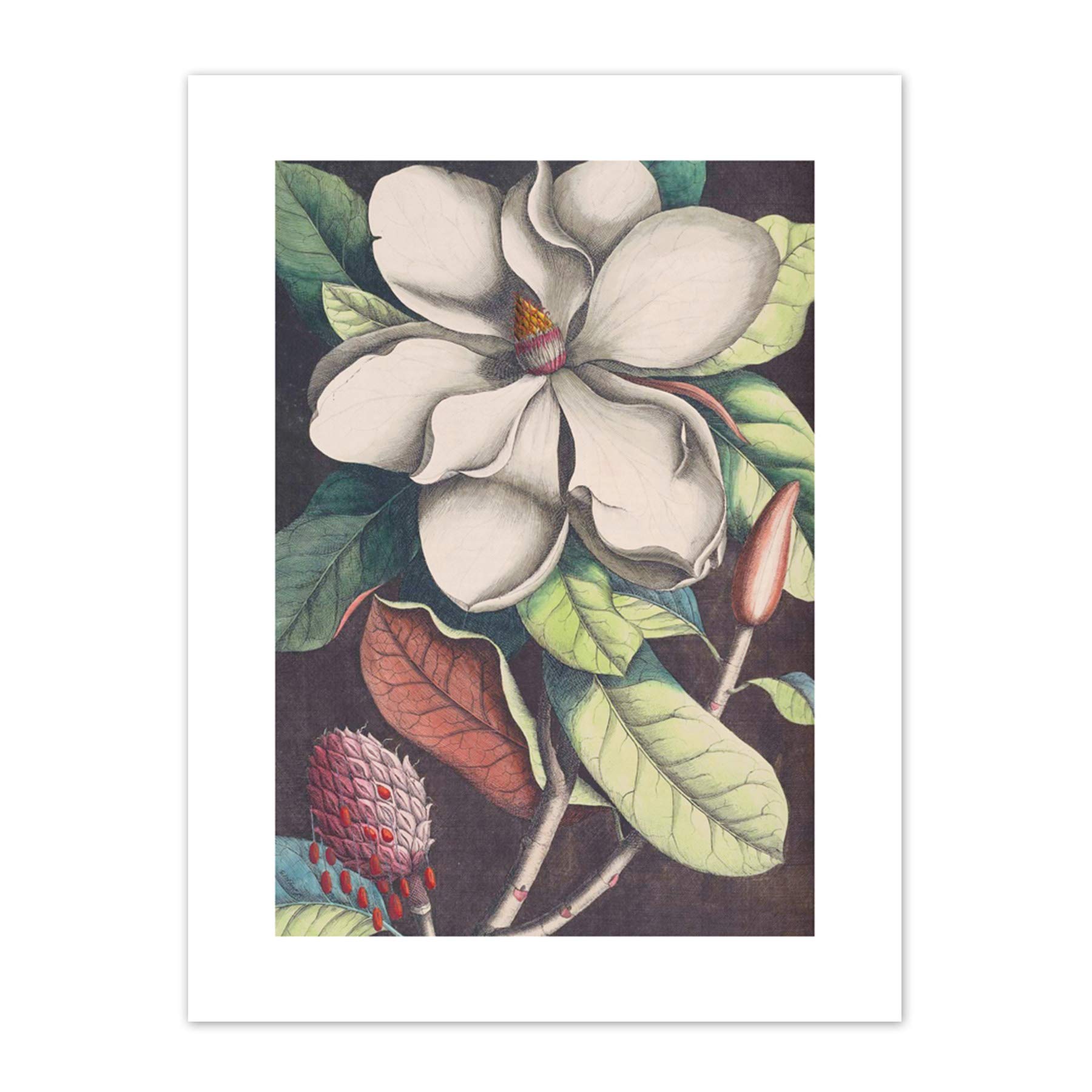 Wee Blue Coo Flower Magnolia Botany Art Print Canvas Premium Wall Decor Poster