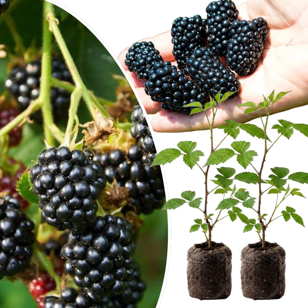 BlackBerry9790 ブラック Amazon.com : Pack 2 Thornless BlackBerry Plants Live, 4-8 Inch