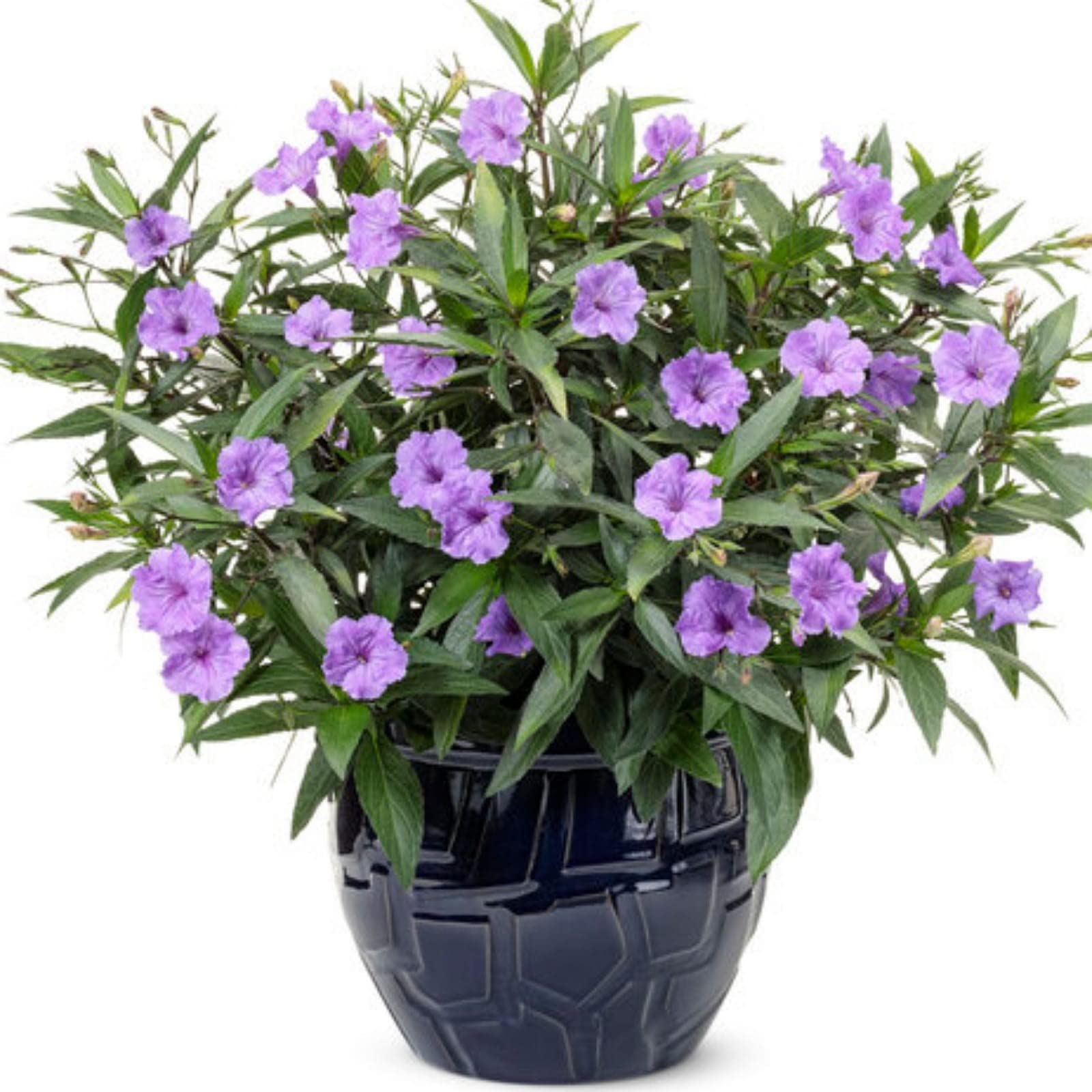 Gurveplantationi Ruellia Simplex Mexican Bluebells Live Plant Desert Florida Spanish Ladies Wild Plant Perennial Flowering Ornamental Garden Purple Flowers Plant With Black Plastic Pot (B0CHB8316C) Amazon Price History, Amazon Price Tracker