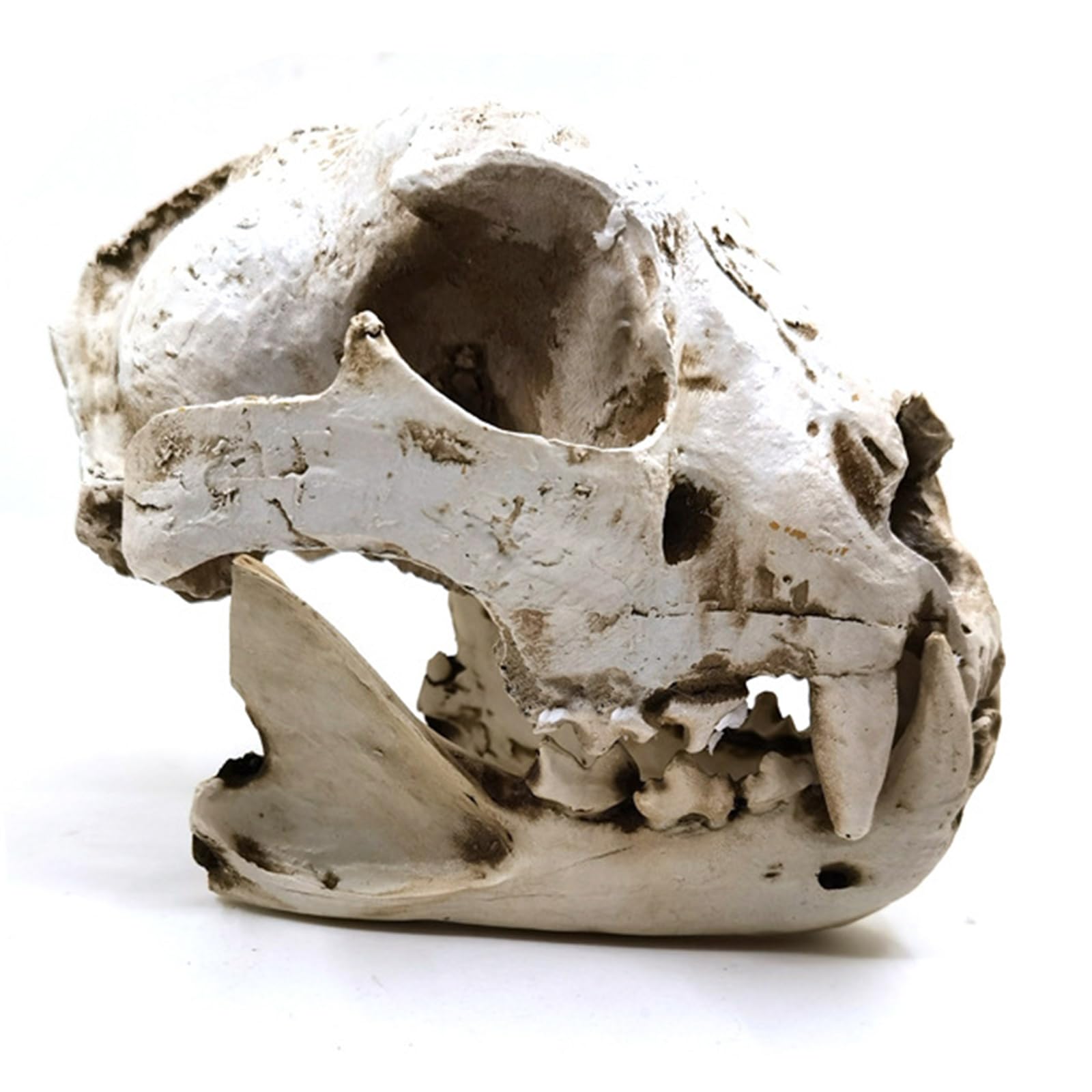 Modelo de Cráneo de Perro Modelo de Cráneo Animal Cabeza Hueso para Enseñanza y Estudio