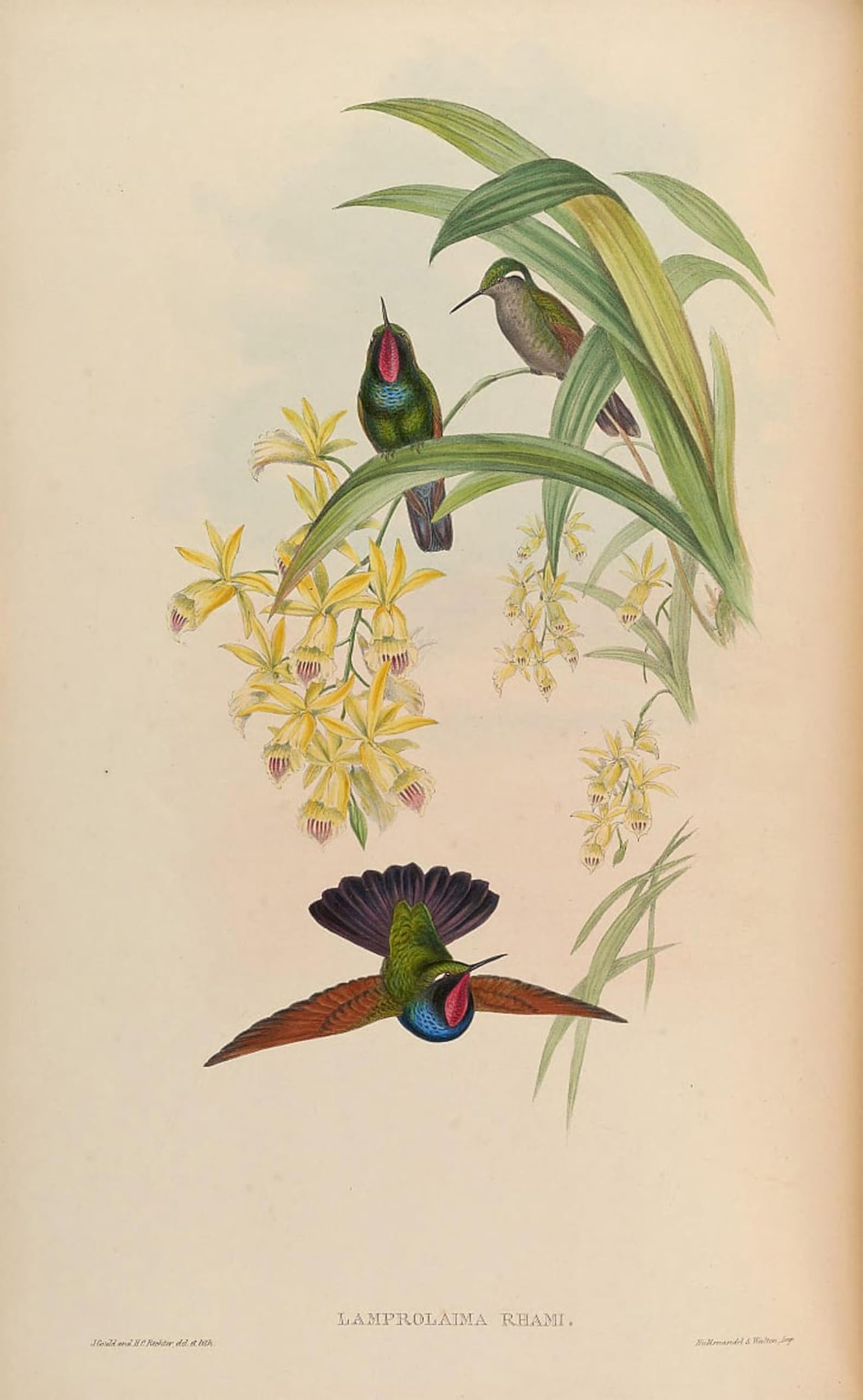 SERENDIPITP Abstract Painting Mural Print Picture Wall Decor Painting Animal Bird Lamprolaima Rhami by John Gould Vintage Wall Artwork for Home Decor 60x90cm