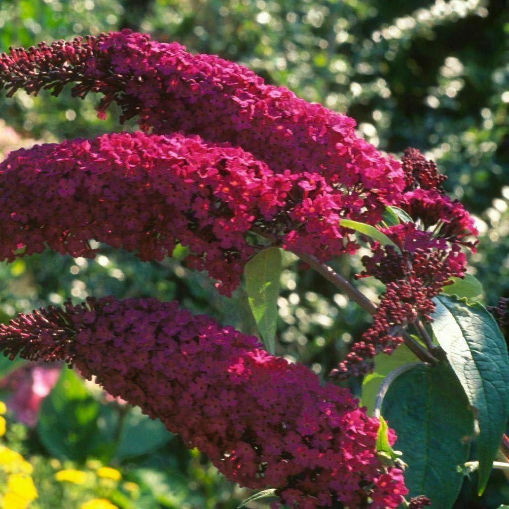 Buddleia davidii Royal Red Buddleja "Albero delle Farfalle", Pianta in Vaso ø19 cm h 40/60 cm - Vivaio di Castelletto