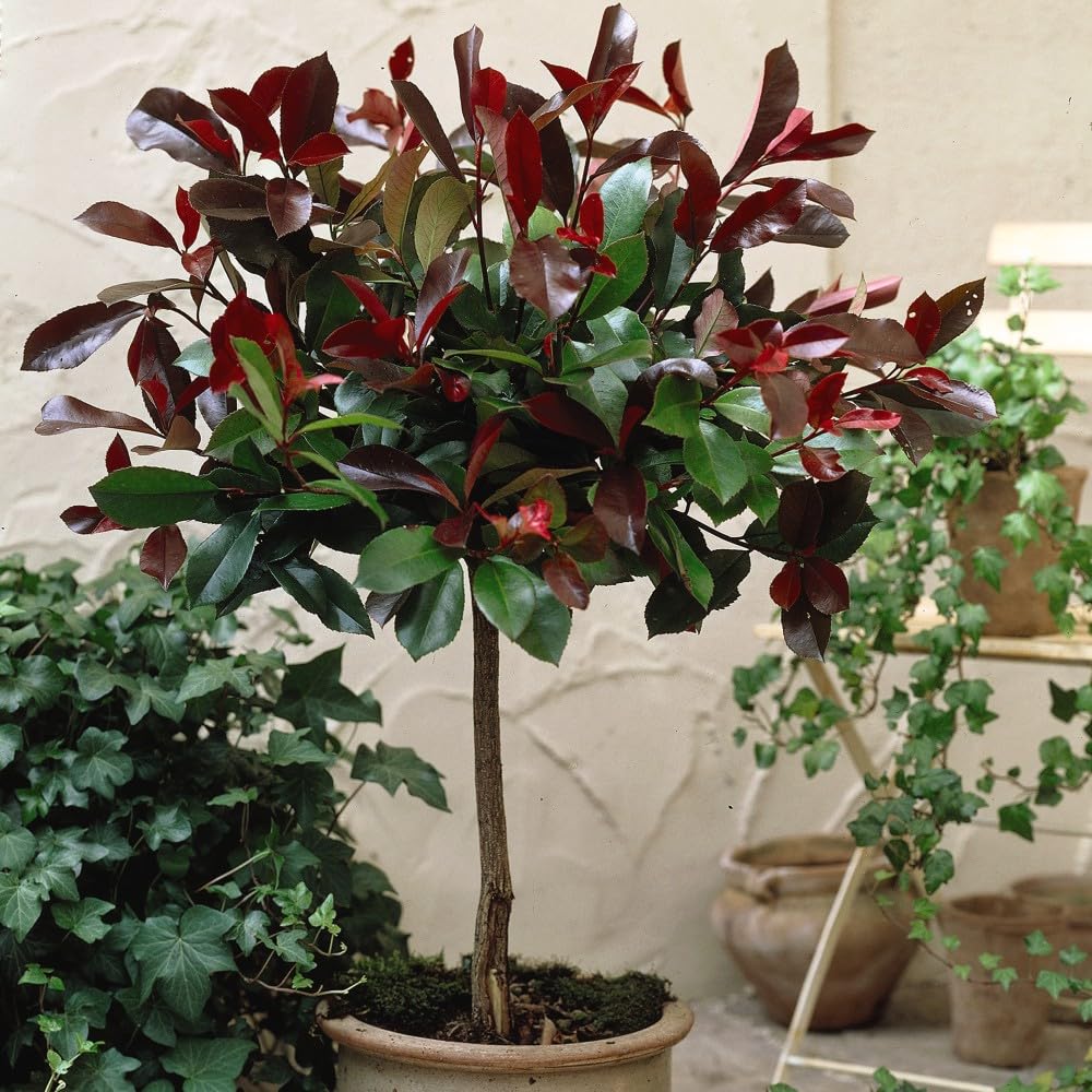 Photinia Fraseri Red Robin: Vibrant Scarlet Foliage & Versatile Beauty for Your Garden - Hardy Shrub - Evergreen & Low Maintenance Plant - Easy to Grow - 2X 10 Litre Pot by Thompson and Morgan