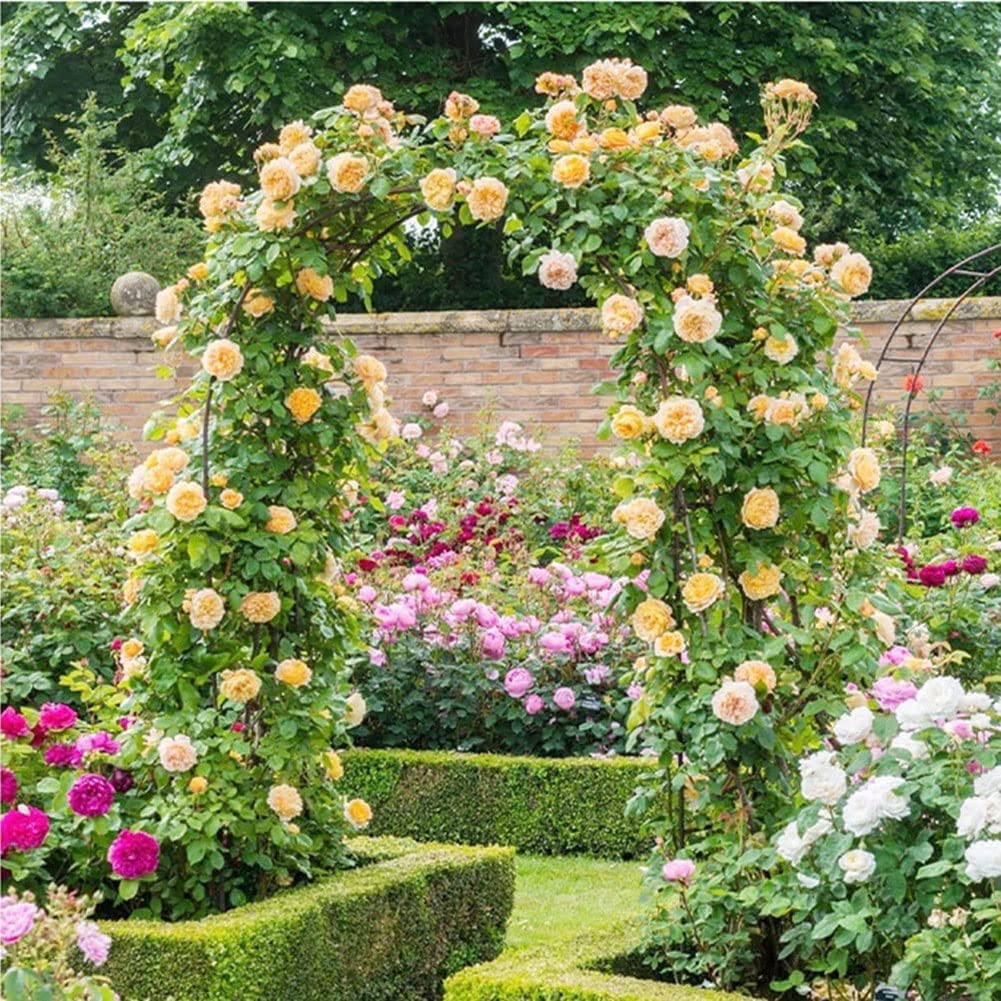 Treillis en métal noir pour arche de jardin, 220 x 120 x 25 cm, support de plantes grimpantes résistant aux intempéries, arbor, décoration extérieure, disponible en tailles 230 x 140 x 40 cm et 220 x