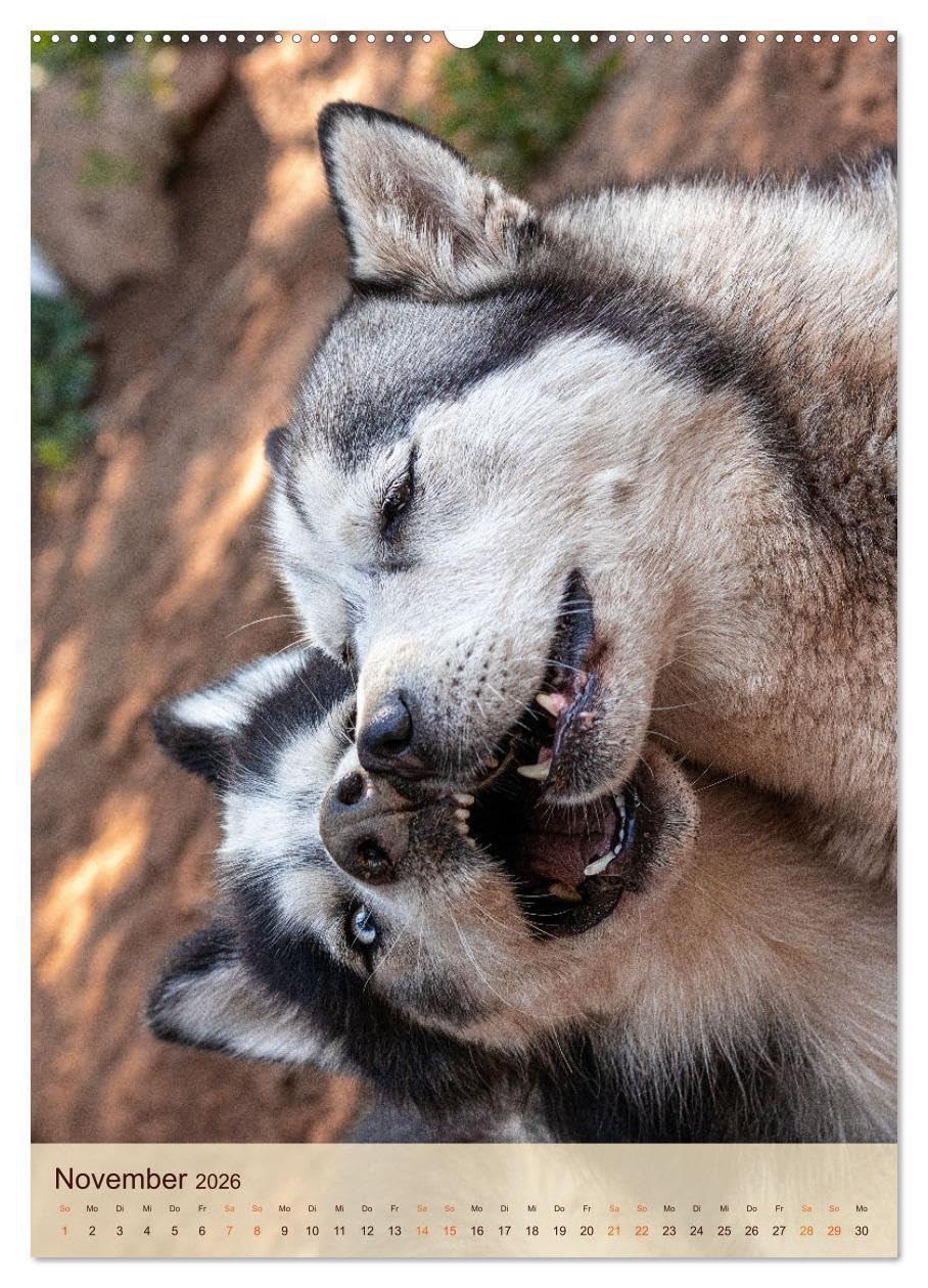 Im Husky-Rudel (Wandkalender 2026 DIN A2 hoch), CALVENDO Monatskalender: Eine charakteristische Bilderserie, die das friedvolle und spielerische ... von Huskies dokumentiert. (CALVENDO Tiere)