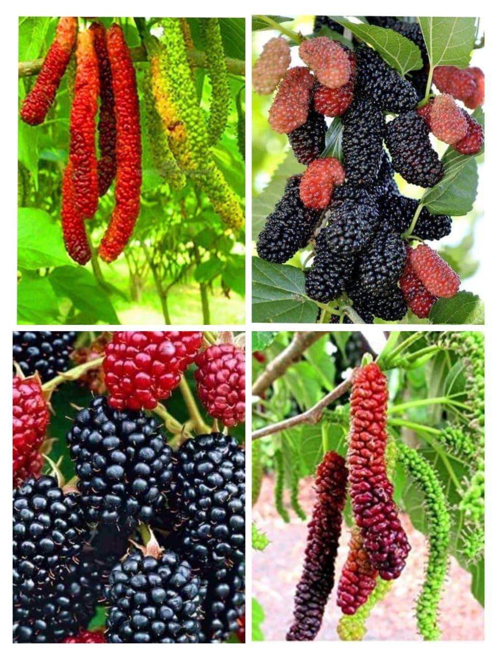 Gurveplantationi Live Combo Shahtoot Mulberry Plant Juicy Fruit Morus Tree Sahtut Growing Diseases Leaves Jam Garden Root Berry Morus Nigra Rubra Mulberry Shrub Moraceae (Small & Big Shahtoot Fruit) (B0CH9N6DB8) Amazon Price History, Amazon Price Tracker