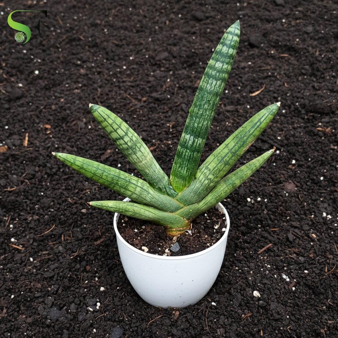 Snake Plant Cylindrica Live Air Purifying Variety 1 healthy plant-image-22