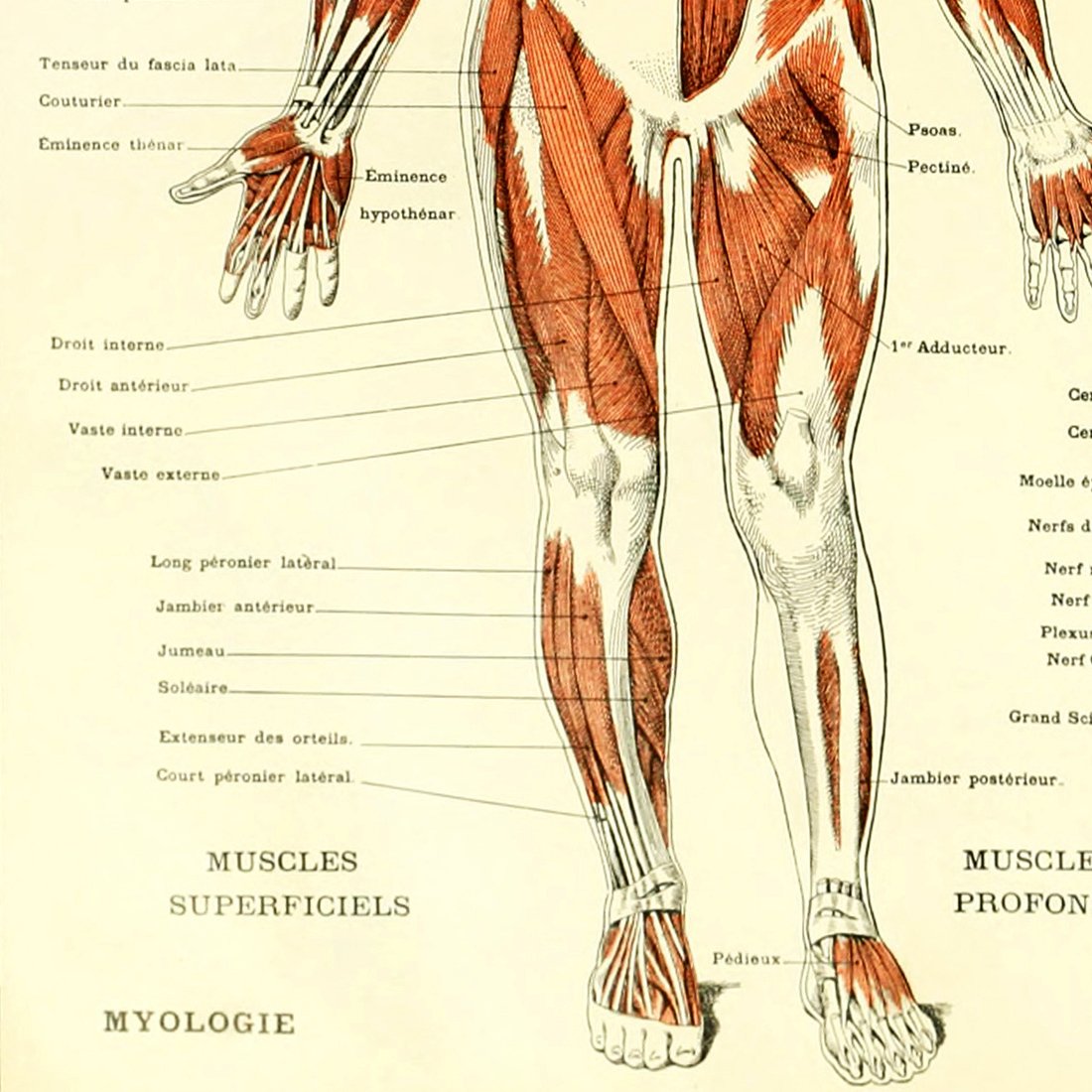 Uomo Di Vruvian - Sistema Vascolare Illustrazione Di Stock