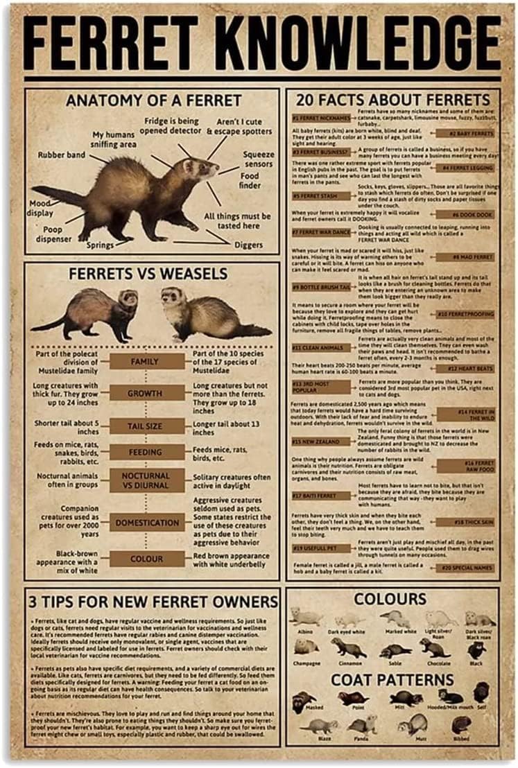 Starotore Wildlife Metal Tin Signs Ferret Knowledge Anatomy