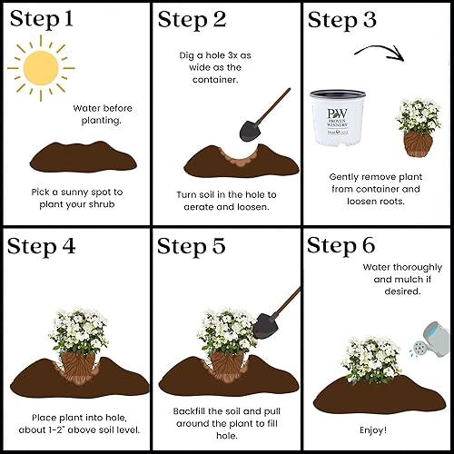 Miniatura 13 de Arbusto de novia Proven Winners Hydrangea Fairytrail de 0.07 oz