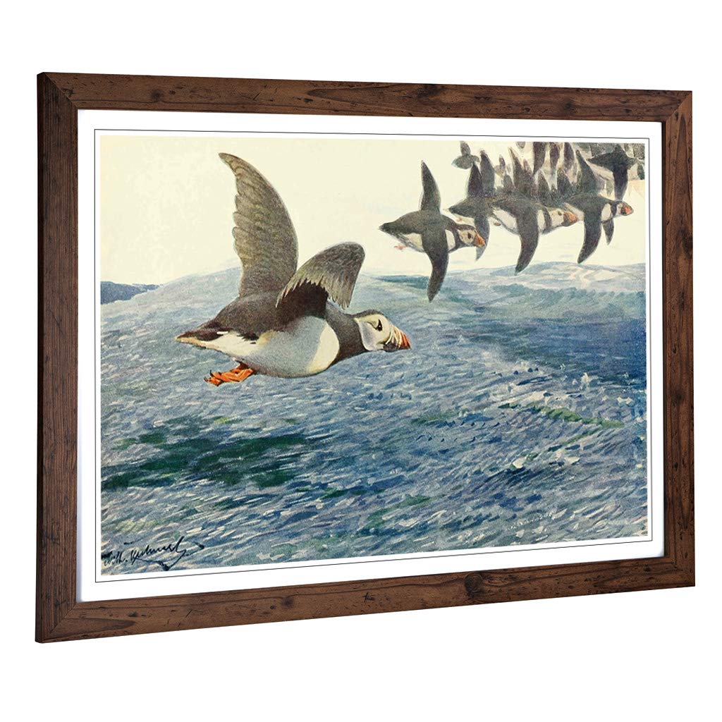 Big Box Art Framed Print of Vintage W Kuhnert Atlantic Puffin Design | Wall Art Picture | Home Decor for Kitchen, Living Room, Bedroom, Hallway, Walnut, A2 / 24.5x18 Inch / 62x45cm