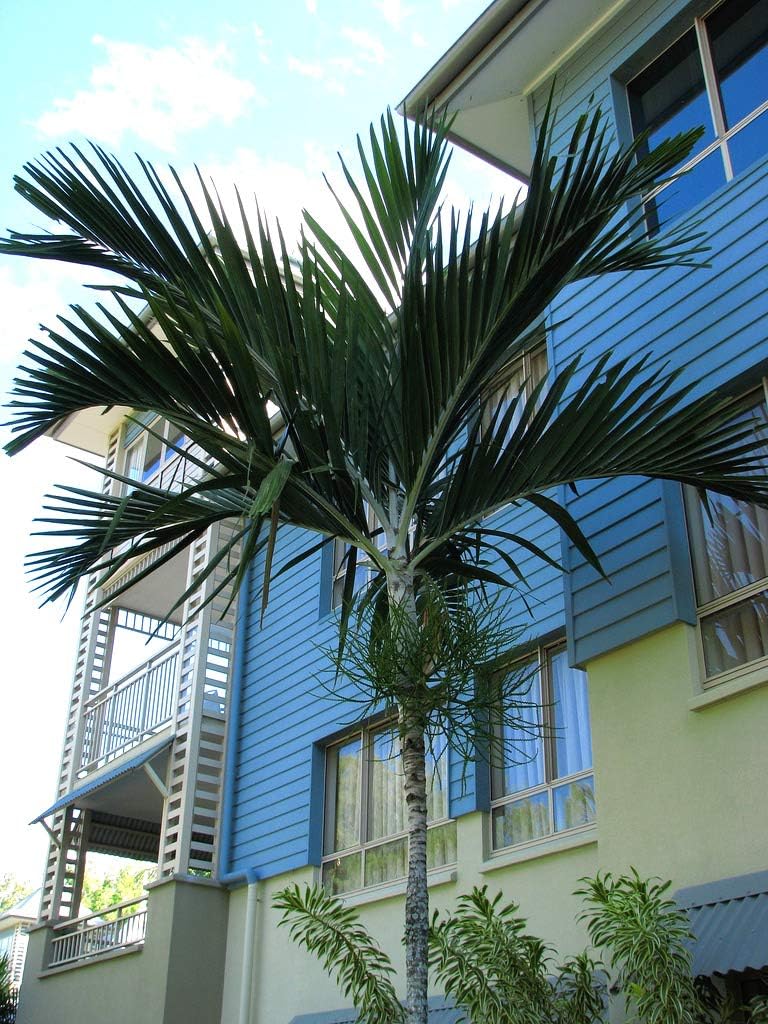 Amazon.com : 4 Live Solitaire Palms with Pots and Growing Instructions ...