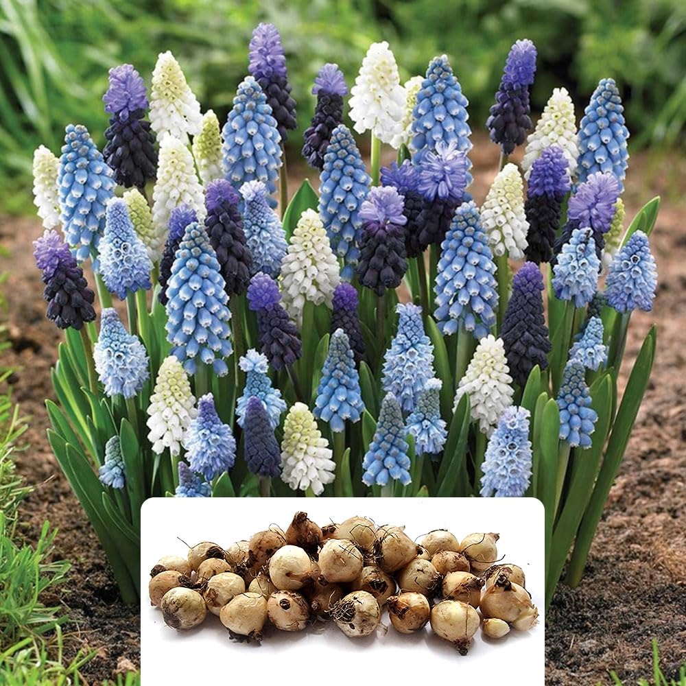 40 Muscari Blue Blend Bulbs – Timeless Blue & White Spring Favourites – Cultivated for UK Climate – Mid-Spring Blooming Perennials, Adding Classic Charm to Your Outdoor Space