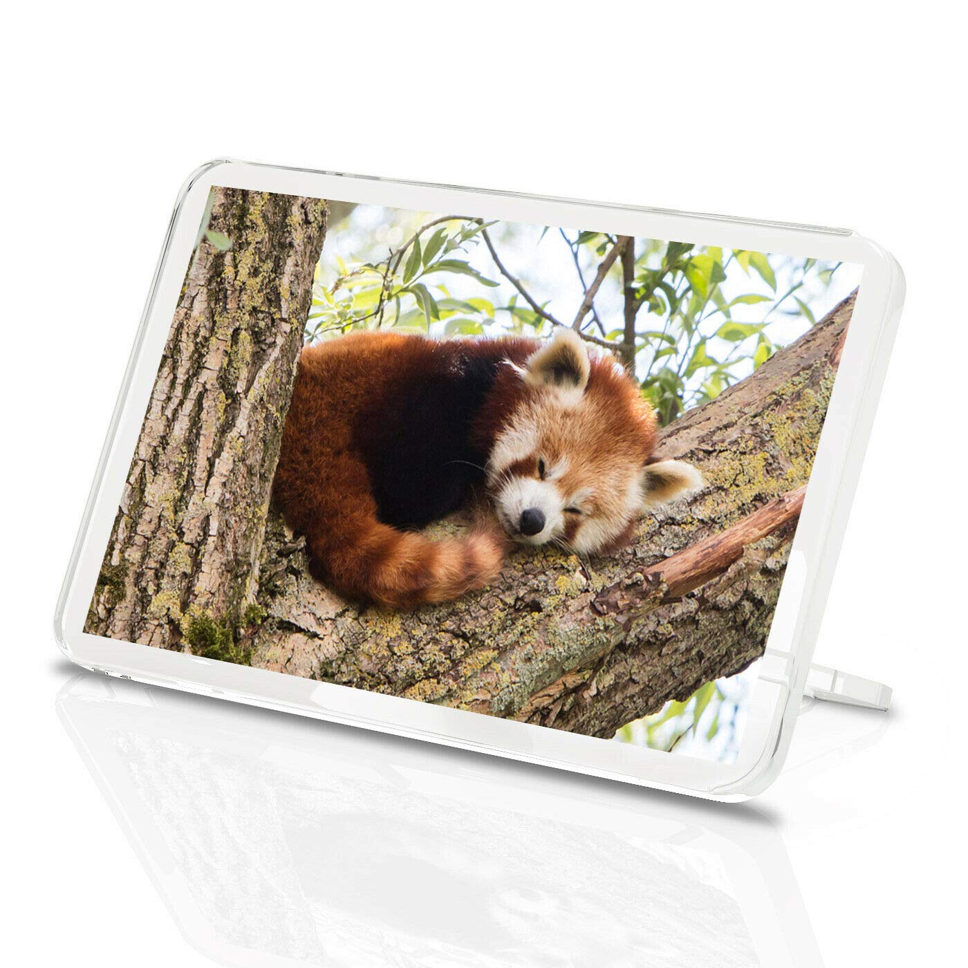 Lesser Red Panda Classic Fridge Magnet - Tree Bear Wild Animal 14217