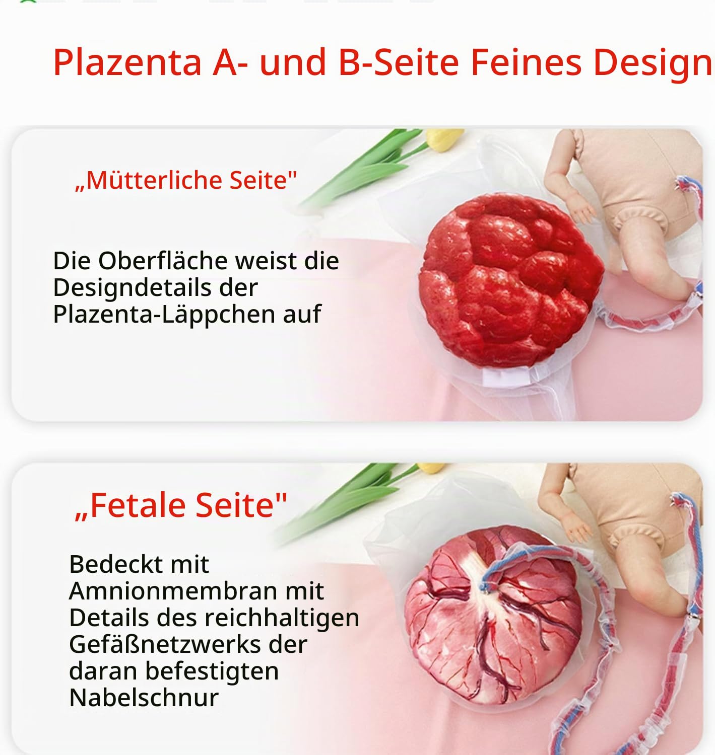 Weibliches Geburtshilfe- Becken Puppe Modell Hebammen Ausbildungs- Modell,Geburts- Modell,Hüftmodell Fetal mit Puppe/Nabelschnur/Amnion/Plazenta/Becken