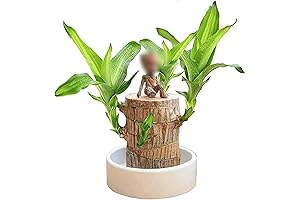 Lucky Plant Brazil Wood Decor: Enhance Your Space with Natural Serenity