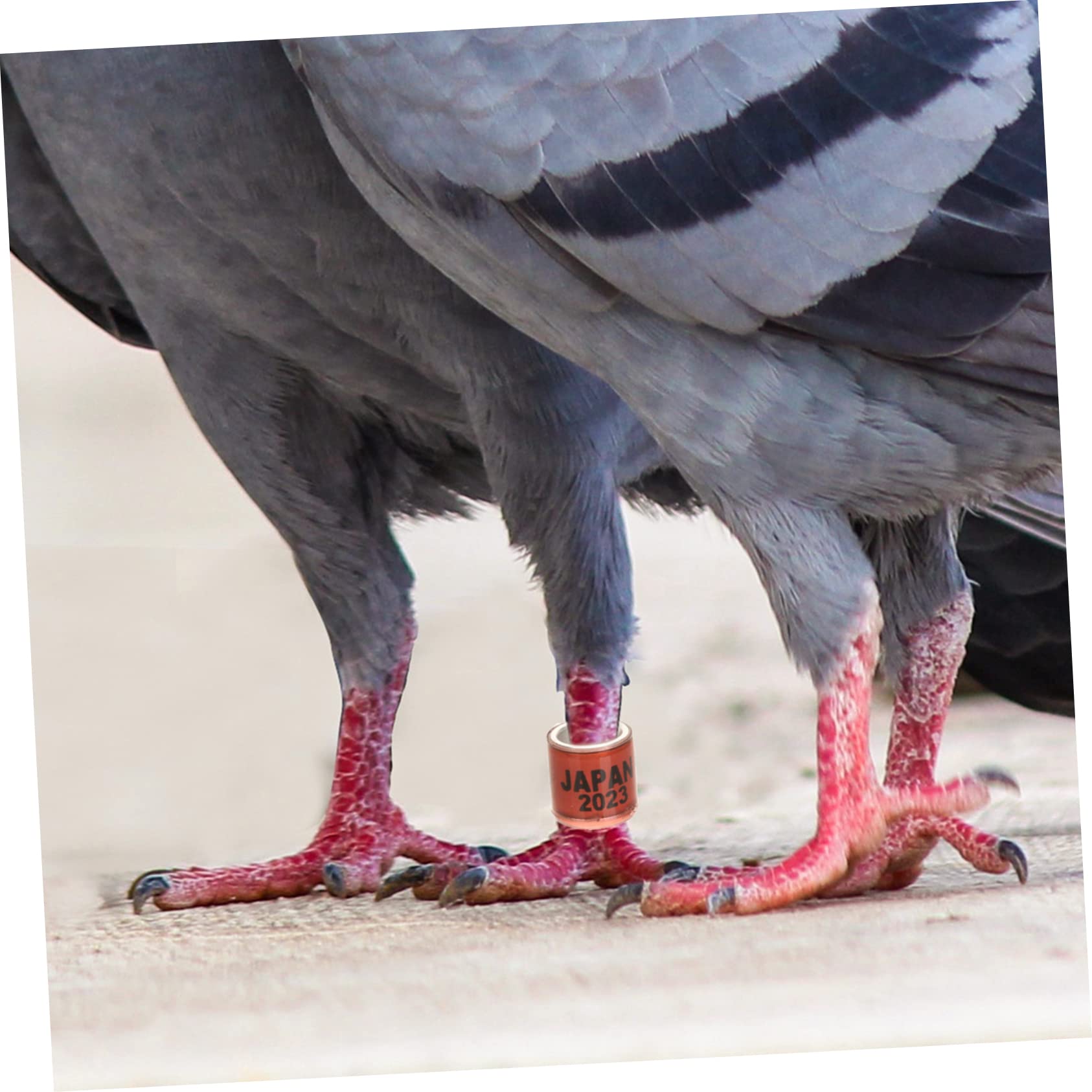 Mipcase 400pezzi Anelli Identificativi per Piccioni da Anelli per Uccelli da Corsa Marcatori Resistente e Pratici Vivaci per Facile Identificazione dei Volatili