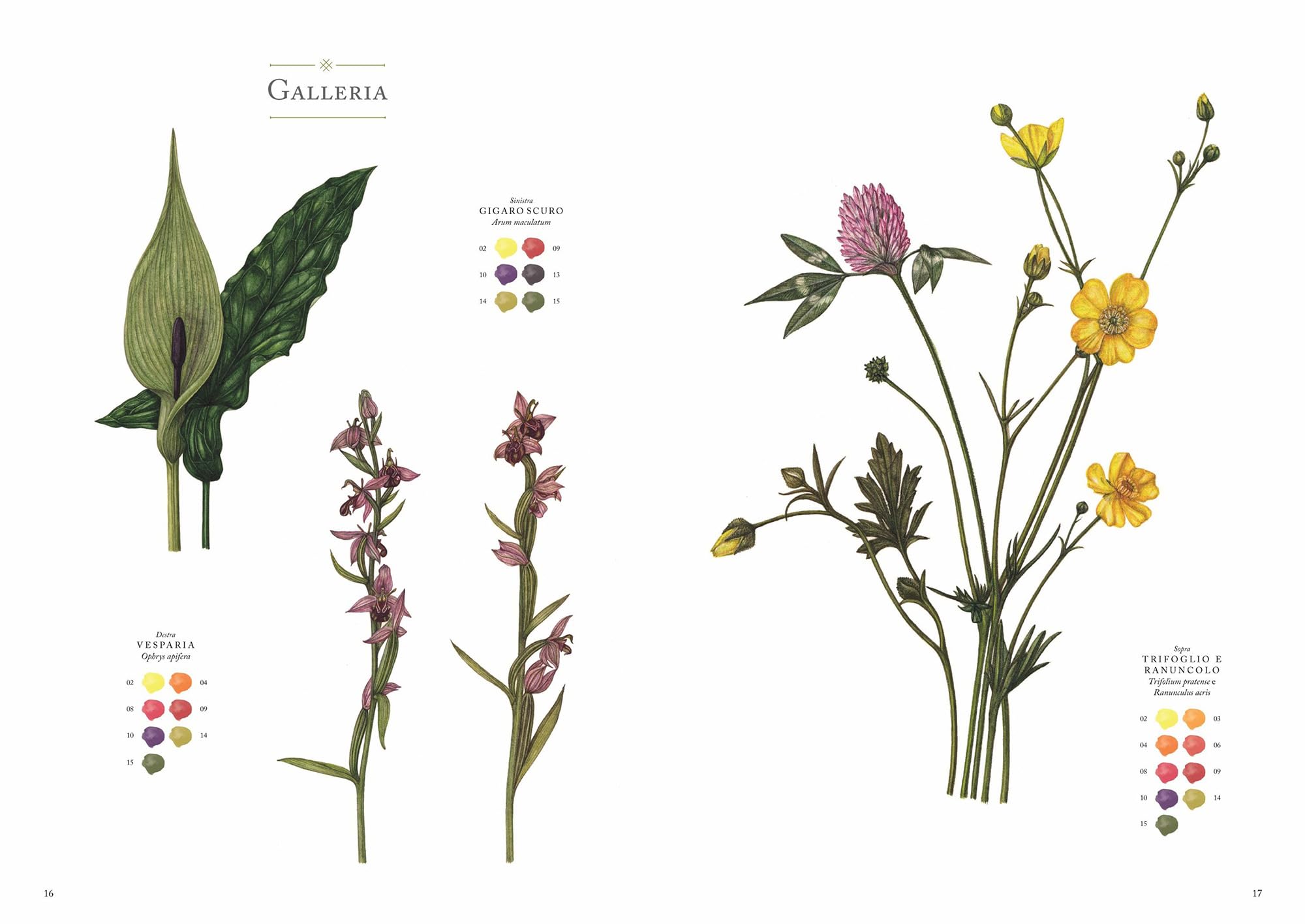 Fiori di campo. Album per acquarelli