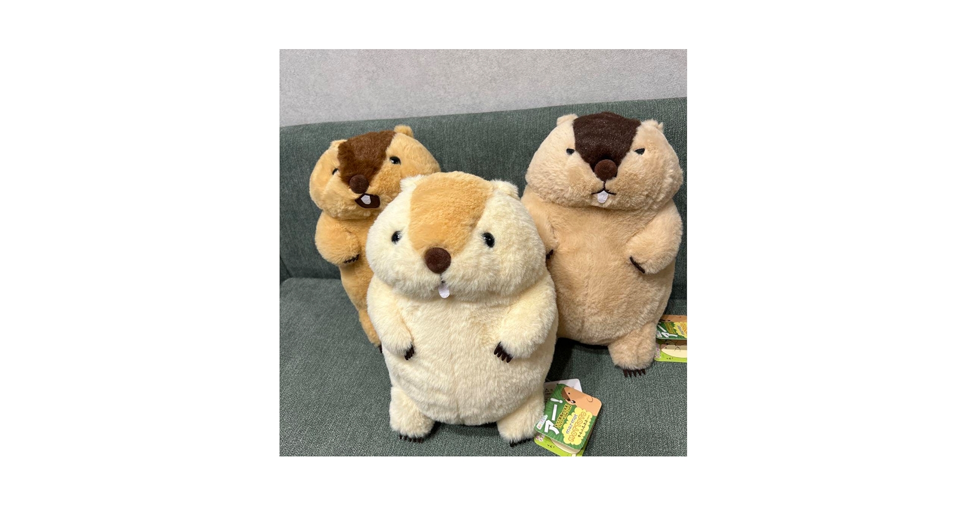 Amazon.co.jp: マーモットのもっとっと ぬいぐるみ 3種セット
