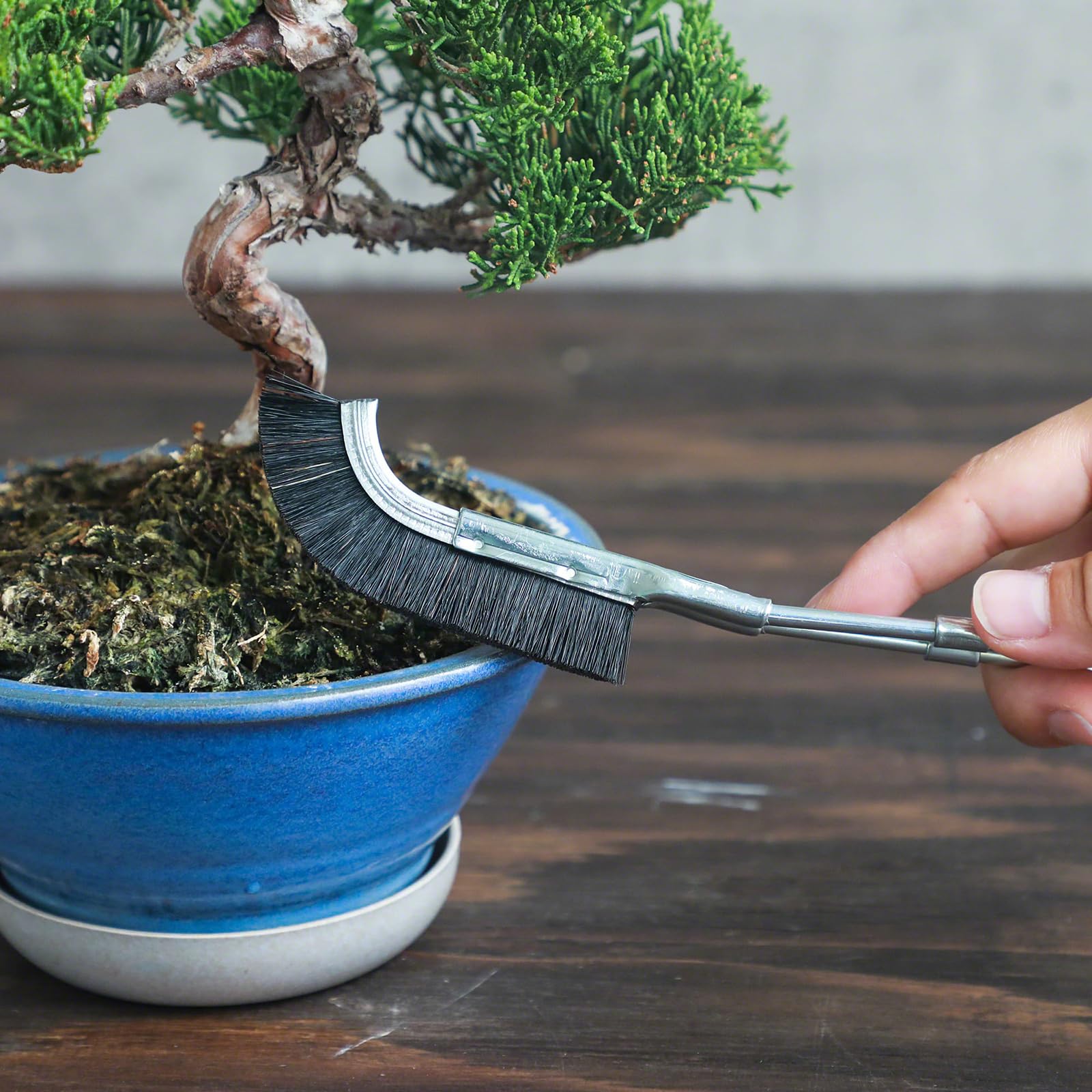 Wazakura Spazzola per Bonsai a Testa Curva da 9-1/4" (235 mm), Prodotta in Giappone, Accessorio per la Cura del Tronco del Bonsai Giapponese