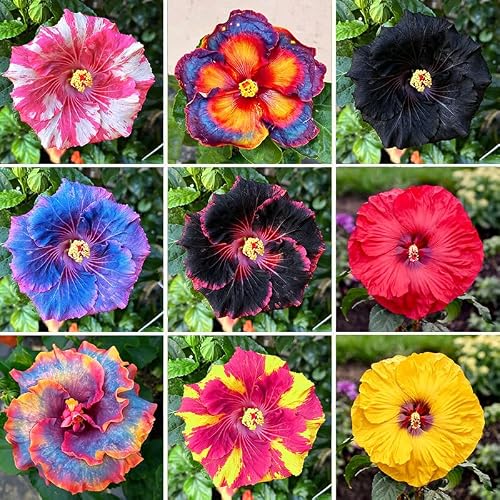 Exotic Hibiscus Seeds